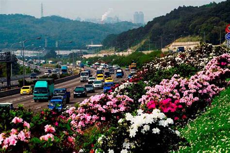 高速公路旁的白花|「花」現國道 春天腳步近 上高速公路邊開車邊賞百花美景 